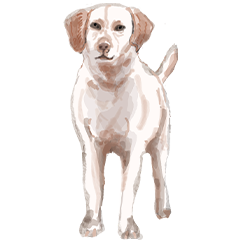 大型犬
